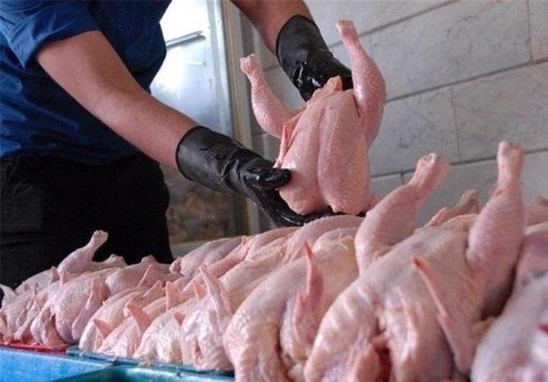 680 تن مرغ بدون آنتی بیوتیک در خراسان جنوبی تولید شد 680 تن مرغ بدون آنتی بیوتیک در خراسان جنوبی فراوری شد