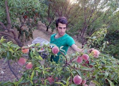 چهارمحال و بختیاری رتبه ششم فراوری هلو را در کشور کسب کرد