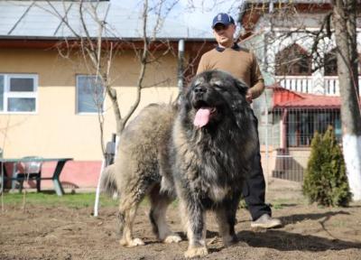 قیمت های عجیب سگ قفقازی