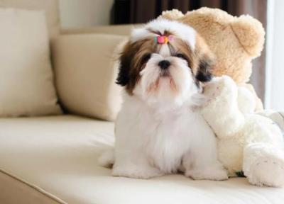مشخصات سگ شیتزو کراس