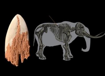 کشف سرنیزۀ 14 هزار ساله در دندۀ یک جانور منقرض شده!