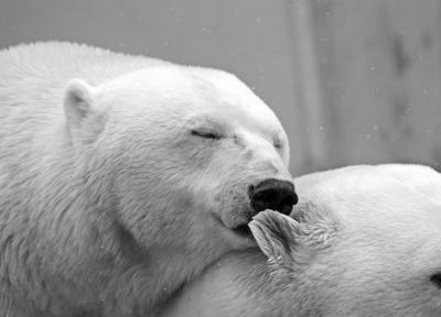 برای دیدن خرس های قطبی کی به کجا سفر کنیم؟